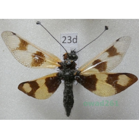 Libelloides macaronius (Scopoli, 1763) Greece23d